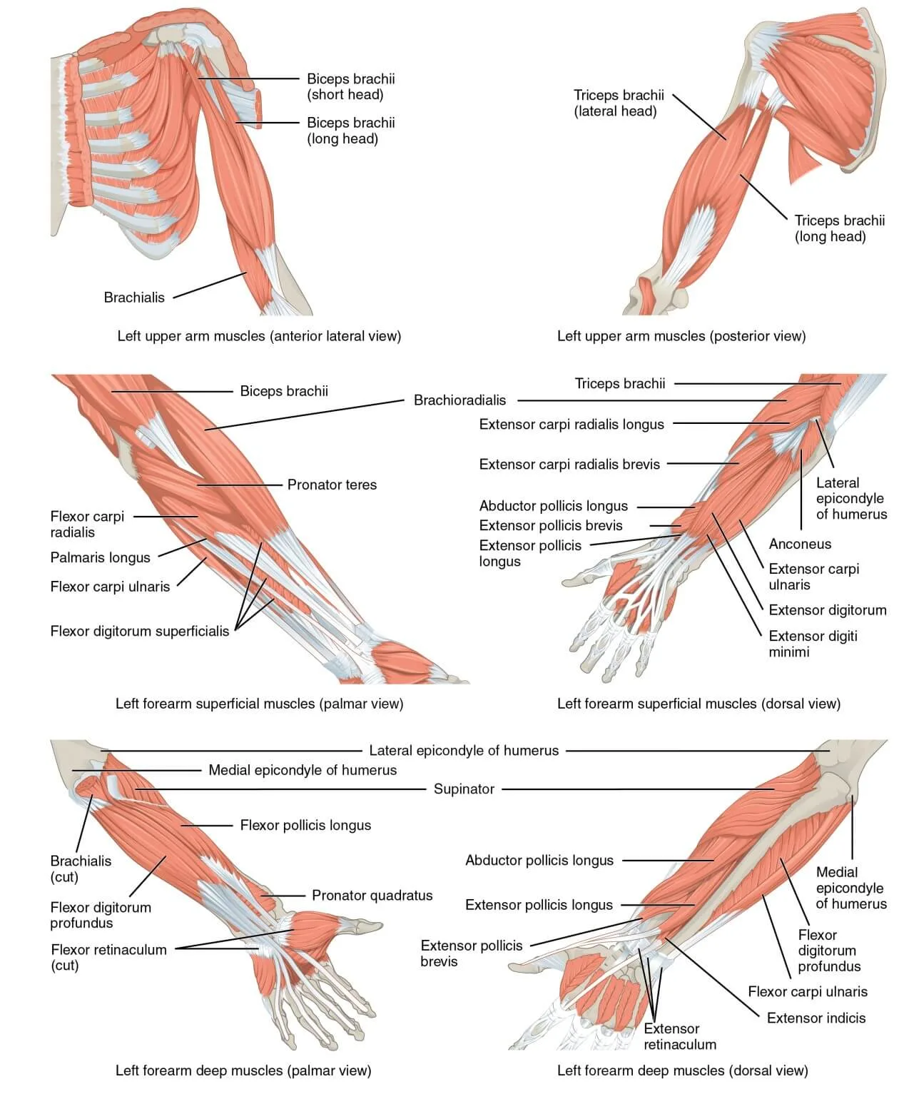 Upper body muscles