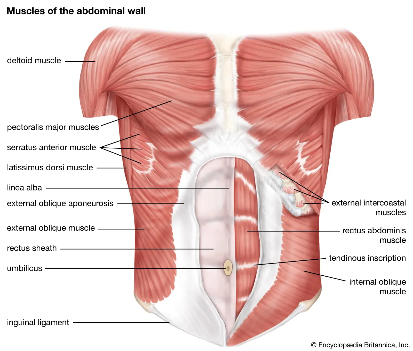 Midsection muscles